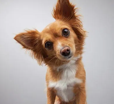 an image of a dog looking at the camera