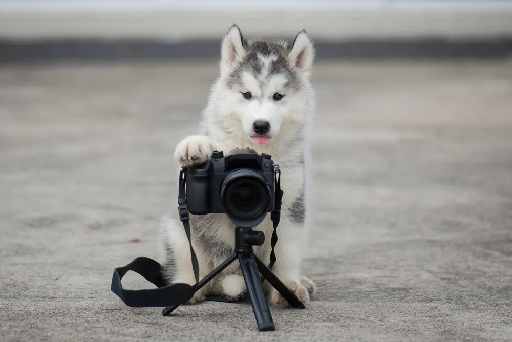 an image of a dog touching a camera